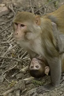 Hang Prints: Rhesus Macaques (Macaca mulatta) mother & baby in Bharatpur National Park or Keoladeo