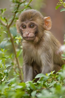 Innocent Prints: Rhesus monkey baby, Monkey Temple, Jaipur, Rajasthan, India