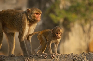 Hindu Prints: Rhesus Monkey monther and baby, Monkey Temple, Jaipur, Rajasthan, India