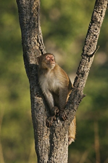 Watching Prints: Rhesus Monkey on the tree, Corbett National Park, India
