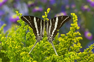 Rhesus Swallowtail Butterfly, Graphium rhesus