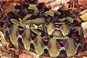 Viper Prints: Rhinoceros Viper, Bitis nasicornis, Native to Central Africa