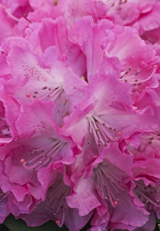 Flora Prints: Rhododendron bloom closeup