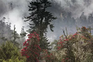 Moss Gallery: Rhododendron in bloom in the forests of Paro Valley, Bhutan
