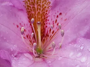 Images Dated 14th October 2021: Rhododendron flower