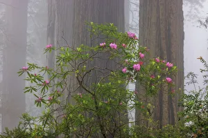 Crescent City Prints: Rhododendron flowers in foggy Del Norte Coast Redwoods State Park, California, USA