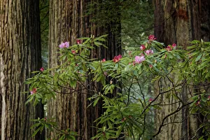 Northwest Prints: Rhododendron, and giant redwood tree trunks, Redwood National and State Park, California