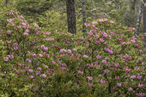 Rhododendron Prints: Rhododendron, Siuslaw National Forest, Oregon