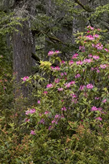 Images Dated 1st August 2020: Rhododendron, Siuslaw National Forest, Oregon