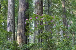 Rhododendrons blooming, Del Norte Coast Redwoods State Park, California