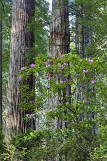 Redwood Prints: Rhododendrons blooming, Del Norte Redwoods State Park, California