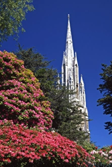 St Andrew Prints: Rhododendrons and First Church, Dunedin, New Zealand
