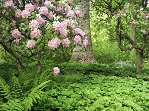 Delaware Prints: Rhododendrons and trees in a park setting