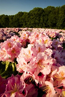 Images Dated 18th November 2012: Rhododenrons bloom at a nursery in Hopkington, Massachusetts