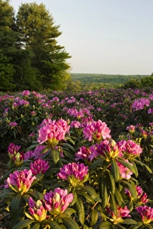 Images Dated 19th November 2012: Rhododenrons bloom at a nursery in Hopkington, Massachusetts