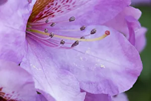 Rhododendron Prints: Rhody close-up