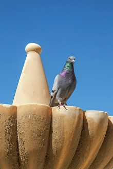 Pigeon Prints: Rhonda, Spain. Pigeon on a fountain in town center