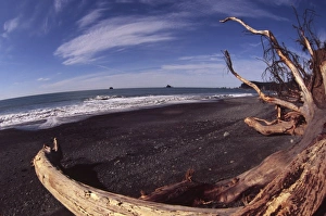 Drift Wood Prints: Rialto Beach, Olympic National Park, Washington, US
