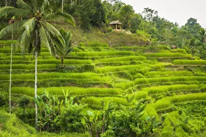 Growing Prints: Rice fields at Tegallalang Rice Terrace, Bali, Indonesia