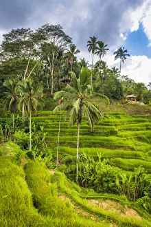Images Dated 1st July 2020: Rice fields at Tegallalang Rice Terrace, Bali, Indonesia
