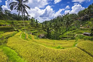 Images Dated 1st July 2020: Rice fields at Tegallalang Rice Terrace, Bali, Indonesia