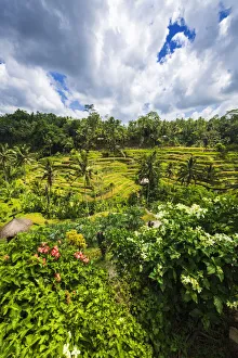 Images Dated 1st July 2020: Rice fields at Tegallalang Rice Terrace, Bali, Indonesia