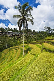 Images Dated 1st July 2020: Rice fields at Tegallalang Rice Terrace, Bali, Indonesia