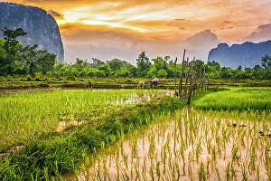Rice Paddy Prints: Rice paddies, Laos. Landscape portrait of villagers working at sunset in the rice paddies