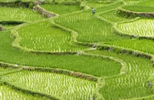 Rice paddy in the mountain, Zhaoxing, Guizhou Province, China