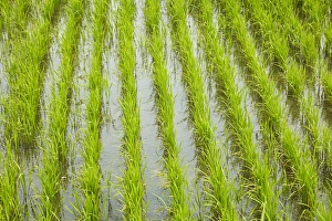 Vietnam Prints: Rice paddy, near Tan Hoa, Tien Giang Province, Mekong Delta, Vietnam