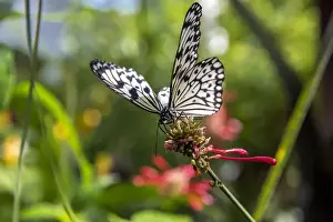 Nectaring Prints: Rice Paper butterfly ( Idea leuconoe) at the Butterfly and Nature Conservatory in Key West Florida