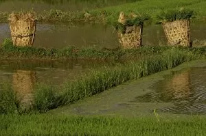 Images Dated 2nd June 2006: Rice plants in baskets for replanting. Jianchuan County, bordering Lijiang. Yunnan Province