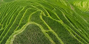 Terrace Prints: Rice terrace in the mountain, Longsheng, China