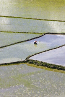 The Rice Terraces of the Philippine Cordilleras, UNESCO World Heritage site. Banaue