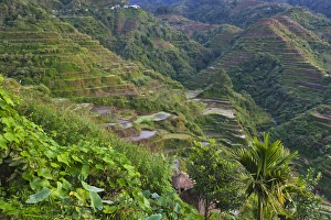 Terrace Prints: The Rice Terraces of the Philippine Cordilleras, UNESCO World Heritage site, Banaue