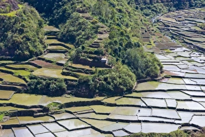 The Rice Terraces of the Philippine Cordilleras, UNESCO World Heritage site, Banaue
