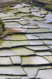 The Rice Terraces of the Philippine Cordilleras, UNESCO World Heritage site, Banaue
