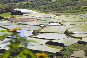 The Rice Terraces of the Philippine Cordilleras, UNESCO World Heritage site, Banaue