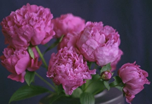 Peony Prints: Rich Pink Peony Bouquet