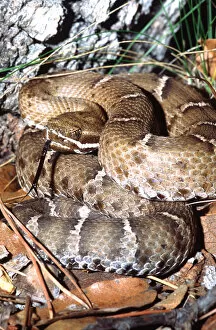 Images Dated 28th February 2007: Ridge-nosed Rattlesnake Crotalus willardi willardi South Eastern Arizona (Wild)