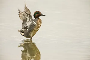 Ridgefield National Wildlife Refuge, Washington State, USA