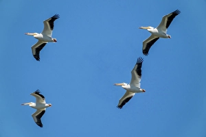 Images Dated 4th April 2024: Ridgefield National Wildlife Refuge