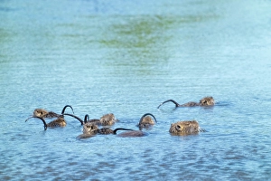Images Dated 4th April 2024: Ridgefield National Wildlife Refuge