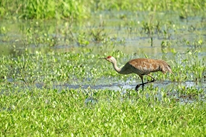 Images Dated 4th April 2024: Ridgefield National Wildlife Refuge