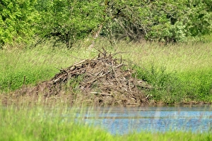 Images Dated 4th April 2024: Ridgefield National Wildlife Refuge