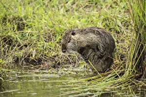 Ridgefield, Washington State, USA. Nutria scratching in Ridgefield National Wildlife Refuge