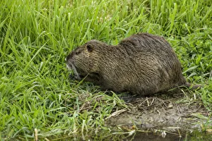Ridgefield, Washington State, USA. Nutria in Ridgefield National Wildlife Refuge