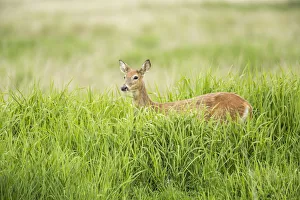 Ridgefield, Washington State, USA. Columbian white-tailed deer in Ridgefield National