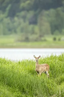 Ridgefield, Washington State, USA. Columbian white-tailed deer in Ridgefield National