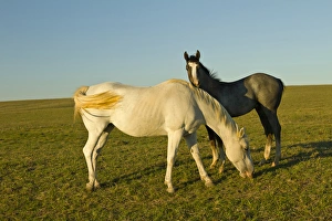 Domestic Prints: riding horses on ranch near Gonzales, Texas